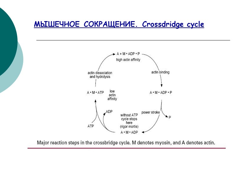 МЫШЕЧНОЕ СОКРАЩЕНИЕ. Crossdridge cycle